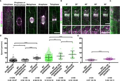 Subcellular positioning during cell division and cell plate formation in maize